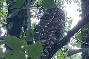 1240 Emery Creek Rd, Chatsworth, GA 30705 - Photo 23