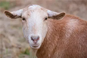 15380 Birmingham Hwy, Milton, GA 30004 - Photo 45