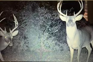 1585 Hays Mill Rd, Carrollton, GA 30117 - Photo 15