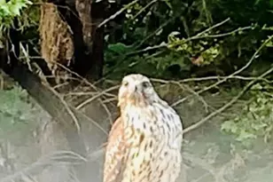 4141 Riverview Run Ct, Suwanee, GA 30024 - Photo 47