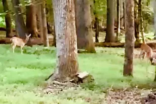 4141 Riverview Run Ct, Suwanee, GA 30024 - Photo 43