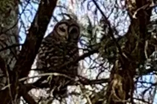 4141 Riverview Run Ct, Suwanee, GA 30024 - Photo 45