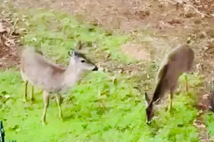 4141 Riverview Run Ct, Suwanee, GA 30024 - Photo 39