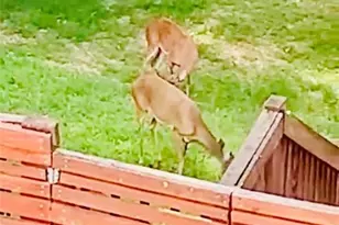 4141 Riverview Run Ct, Suwanee, GA 30024 - Photo 45