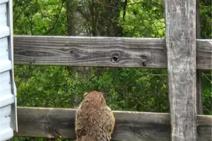 200 McClure Dr, Cumming, GA 30028 - Photo 41