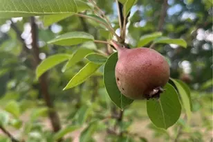 355 Clark Creek Pass, Acworth, GA 30102 - Photo 63