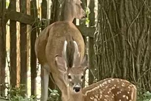 4075 Dream Catcher Dr, Woodstock, GA 30189 - Photo 3