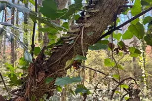 Lot 4 Miller St, Lithia Springs, GA 30122 - Photo 39