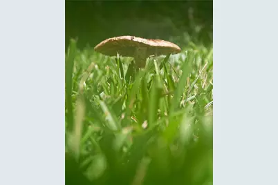 410 N Sharp Mountain Church Lane, Ball Ground, GA 30107 - Photo 19