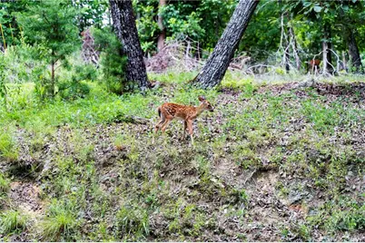 117 Fort Gibson Court, Waleska, GA 30183 - Photo 19