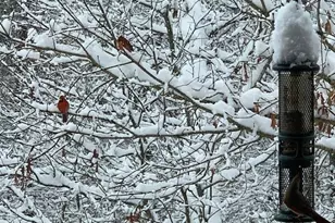 339 Birdseye View, Blue Ridge, GA 30513 - Photo 73