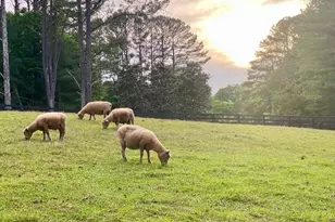 14250 Freemanville Rd, Milton, GA 30004 - Photo 69