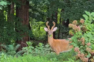 1904 Lenox Rd NE, Atlanta, GA 30306 - Photo 55