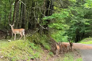 223 Denny Ridge Rd, Jasper, GA 30143 - Photo 45