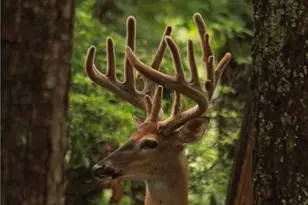 304 Sunset Ct, Jasper, GA 30143 - Photo 37