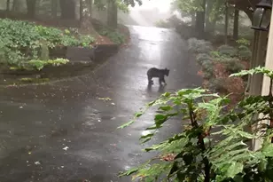 352 Sanderlin Mountain Dr, Big Canoe, GA 30143 - Photo 57