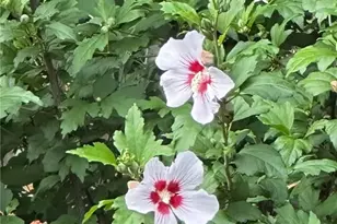 658 Sunstede Dr, Decatur, GA 30033 - Photo 55