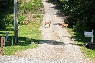 446 Pine Ln, Mineral Bluff, GA 30559 - Photo 53