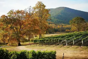 145 Pinnacle Wy, Ellijay, GA 30540 - Photo 19