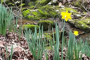 119 Soaring Hawk Cir, Big Canoe, GA 30143 - Photo 49