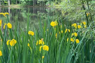 2736 Whisper Trail, Douglasville, GA 30135 - Photo 37