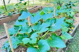 1945 Tiner Ct, Cumming, GA 30041 - Photo 43