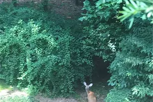 245 Ridge Point Ct, Alpharetta, GA 30022 - Photo 43