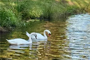 1846 Dorminey Ct, Lawrenceville, GA 30043 - Photo 67