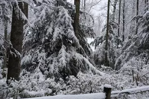 175 Laralynn Ln, Clarkesville, GA 30523 - Photo 71