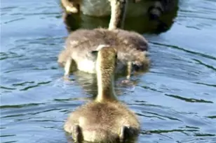 370 Kenilworth Cir, Stone Mountain, GA 30083 - Photo 33