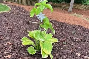 2915 Brookwater Dr, Cumming, GA 30041 - Photo 33