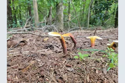 224 Chimney Sweep Trail, Fairmount, GA 30139 - Photo 51