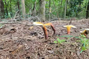 224 Chimney Sweep Trail, Fairmount, GA 30139 - Photo 51