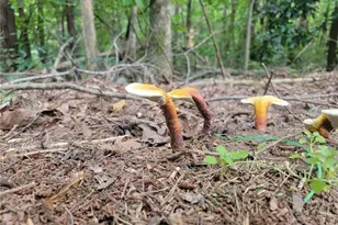 224 Chimney Sweep Trail, Fairmount, GA 30139 - Photo 51