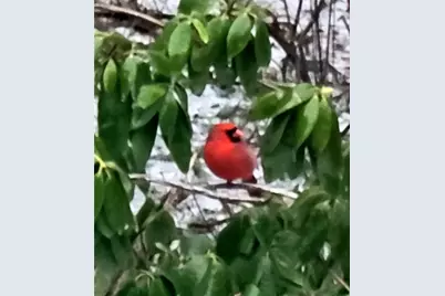 224 Chimney Sweep Trail, Fairmount, GA 30139 - Photo 49