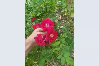 224 Chimney Sweep Trail, Fairmount, GA 30139 - Photo 49