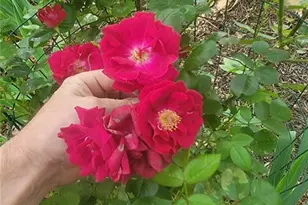 224 Chimney Sweep Trail, Fairmount, GA 30139 - Photo 49