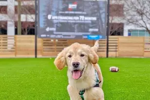 144 Woodhaven Way, Alpharetta, GA 30009 - Photo 43