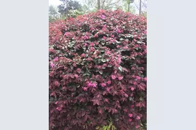 431 Providence Club Drive, Monroe, GA 30656 - Photo 49