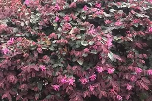 431 Providence Club Dr, Monroe, GA 30656 - Photo 49