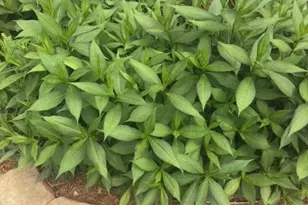 431 Providence Club Dr, Monroe, GA 30656 - Photo 31