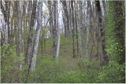 172 Trailwood Drive, Ellijay, GA 30540 - Photo 17