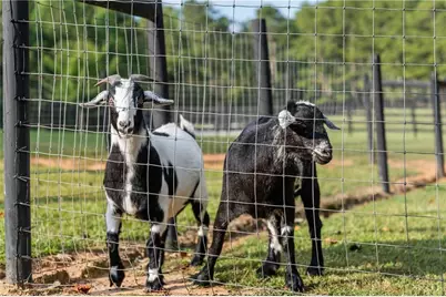 7255 Old Rico Road, Chattahoochee Hills, GA 30268 - Photo 69