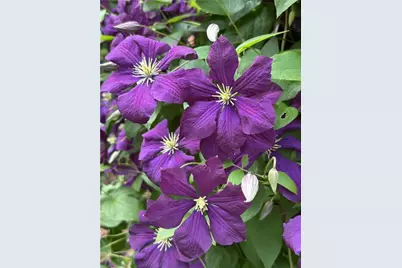 1656 Barn Swallow Place, Marietta, GA 30062 - Photo 51