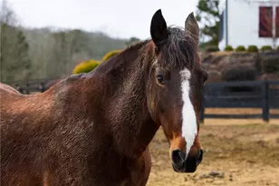 100 Hunting Valley Trail, Cumming, GA 30040 - Photo 75