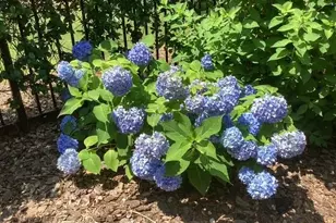 1436 Oak Grove Dr, Decatur, GA 30033 - Photo 39