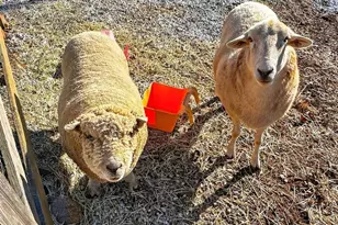 285 Dial Mill Rd, Oxford, GA 30054 - Photo 87