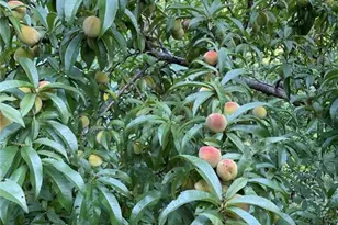 1760 Shire Village Dr, Sugar Hill, GA 30518 - Photo 41