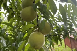 1760 Shire Village Dr, Sugar Hill, GA 30518 - Photo 39