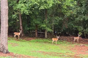 4279 Red Fox Trail Trail, Oakwood, GA 30566 - Photo 65